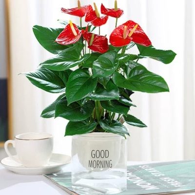 白掌花卉排行榜 24款優良白掌花卉推薦